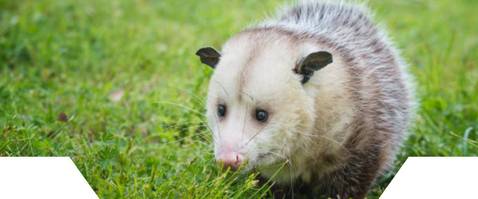 Possum on grass